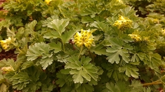 Corydalis nobilis
