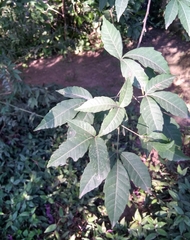 Allophylus edulis