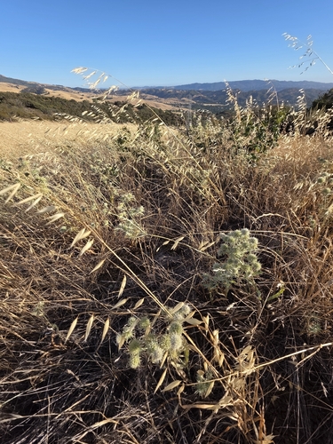 Delta Coyote-thistle