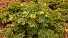 Corydalis nobilis
