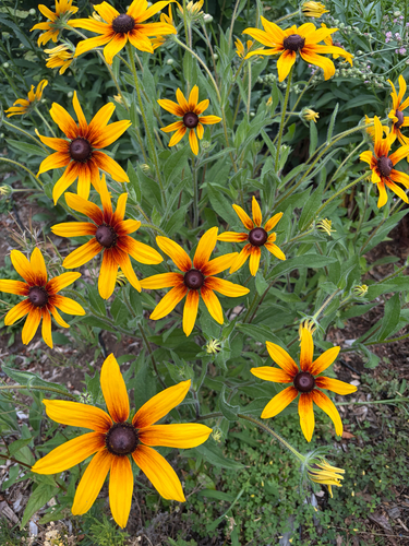 black-eyed Susan