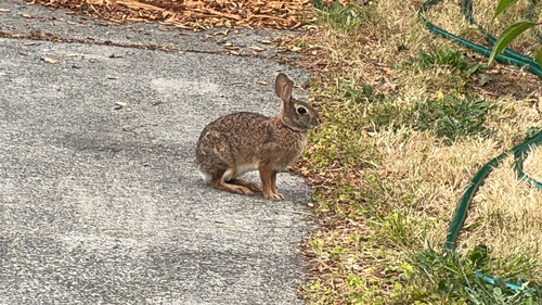 Eastern Cottontail