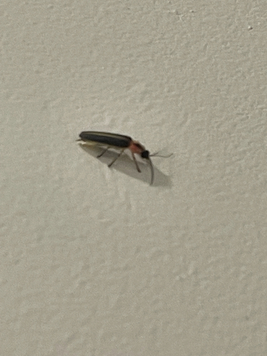 Common Eastern Firefly