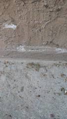 Tarentola mauritanica