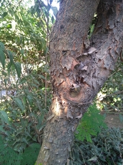 Allophylus edulis