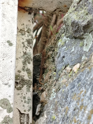 Wiegmann's Striped Gecko