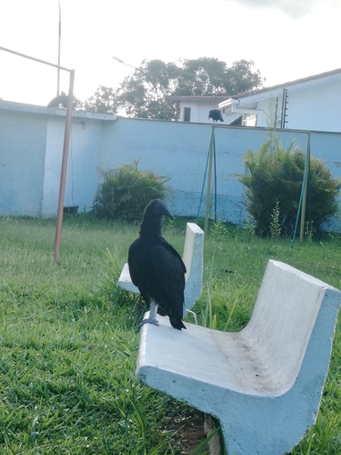 Black Vulture