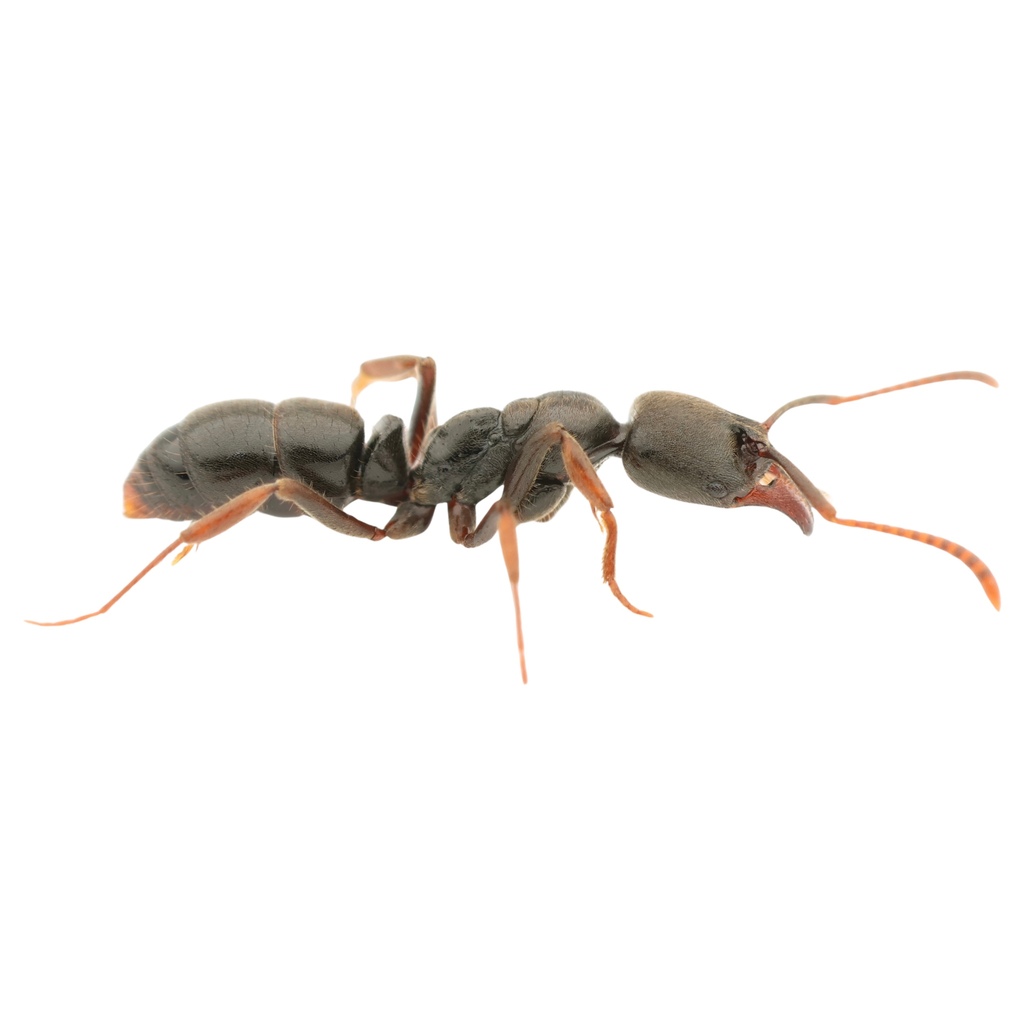 Mayaponera becculata
