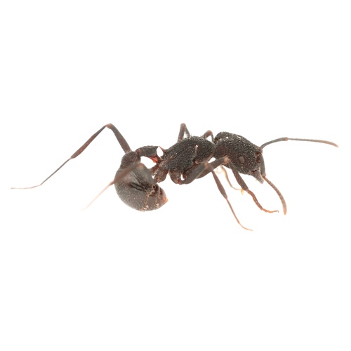 迈氏须蚁Pogonomyrmex mayri