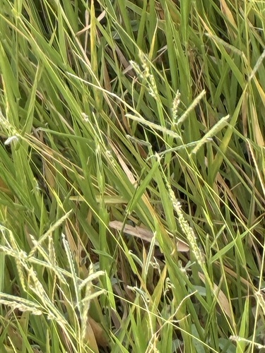 Urochloa trichopus observed 2026-06-27