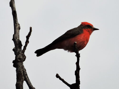 Vermilion Flycatcher