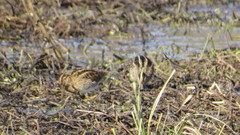 Gallinago paraguaiae