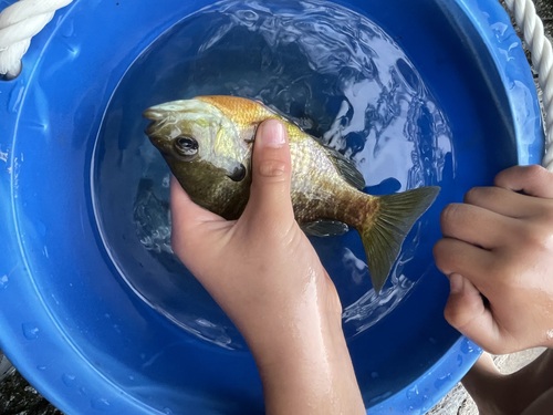 Bluegill