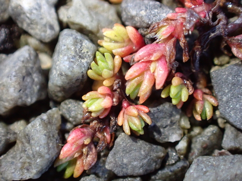 Crassula tillaea