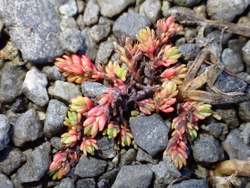 Crassula tillaea