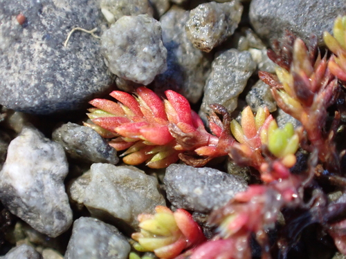 Crassula tillaea
