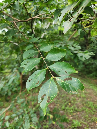 Subcostate Crepe Myrtle