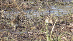 Gallinago paraguaiae