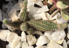 Lobivia silvestrii