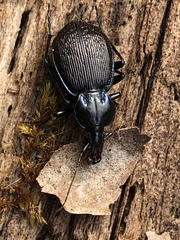 Sphaeroderus