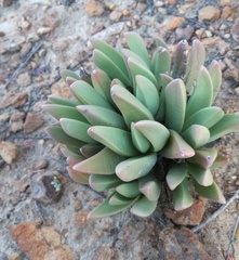 Machairophyllum albidum