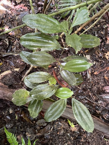Dendrotrophe observed 2026-06-27