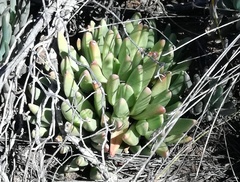 Machairophyllum albidum