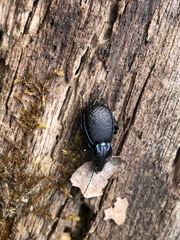 Sphaeroderus