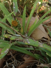 Gazania × splendens