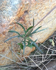 Senecio crassiusculus