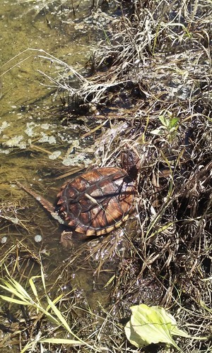 Common Snapping Turtle