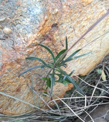 Senecio crassiusculus