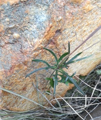 Senecio crassiusculus