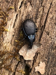 Sphaeroderus