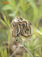 Malacosoma franconicum