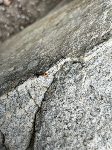 iNaturalist observation photo of Downy Leather-winged Beetle