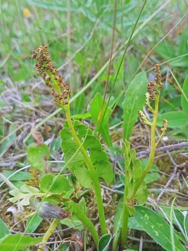 common moonwort