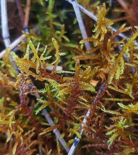 Drepanocladus sendtneri observed 2026-06-21