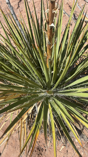 Dwarf Yucca
