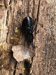 Sphaeroderus