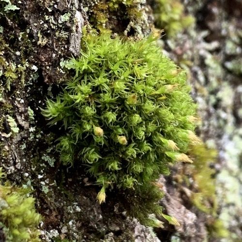 Tikroji garbuonė nuotrauka