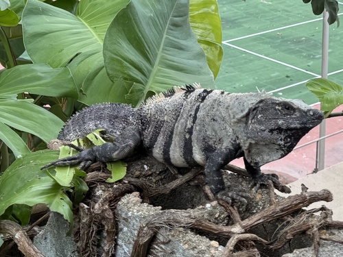 Black Spiny-tailed Iguana