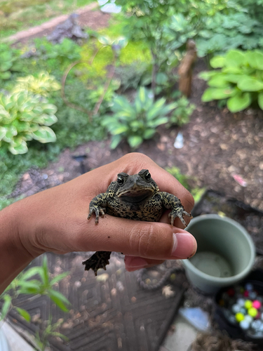 American Toad