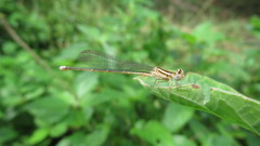 Platycnemididae