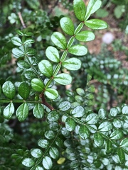 Zanthoxylum beecheyanum