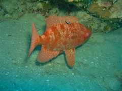 Heteropriacanthus carolinus