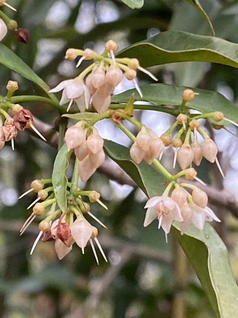 marlberry