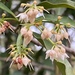 Ardisia quinquegona - Photo no rights reserved, uploaded by 古淑玲