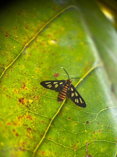 Hübner's Wasp Moth