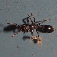 Temnothorax schaumii
